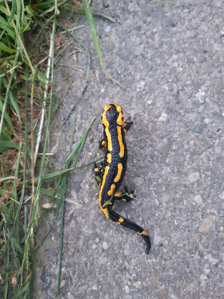 Feuersalamander
