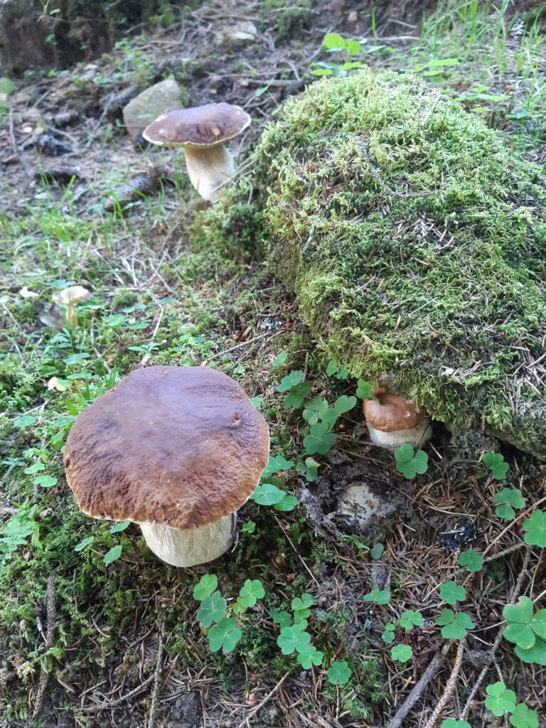 Steinpilz